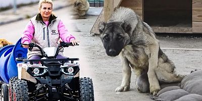 ‘Köpek Velisi’ hesabı ile tanınan şahsın son 4 yılda 9 daire ve 2 depo satın aldığı iddiası!